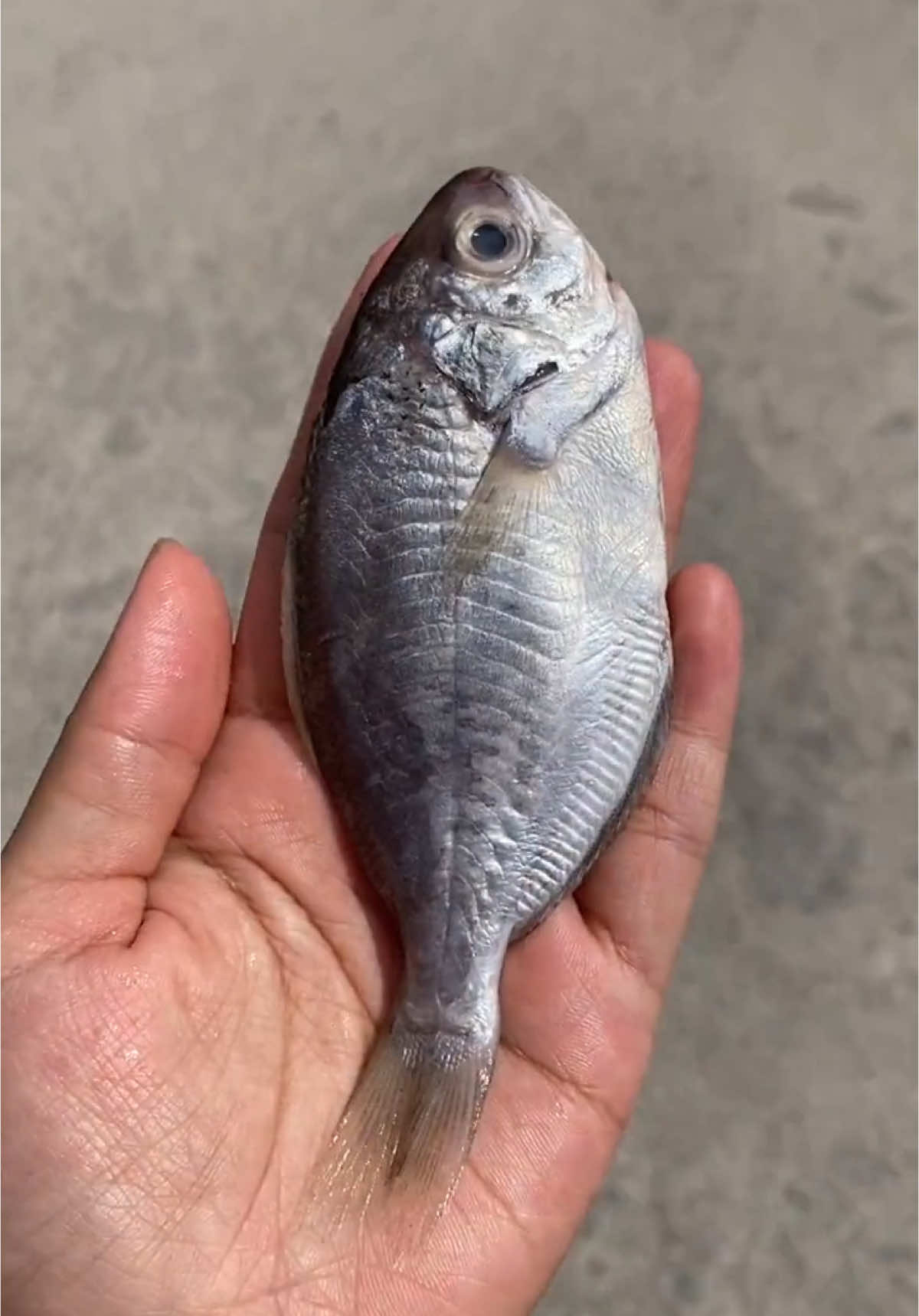 delicious #mukbang #food #yummy #fyp 