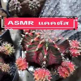 ASMR แคคตัส  ฟังเพลินๆจ้าาาา @ต้นไม้บ้านชื่น @ต้นไม้บ้านชื่น @ต้นไม้บ้านชื่น #HAPPYCACTUS #กระบองเพชร #แคคตัส #cactus #ต้นไม้บ้านชื่น #ยิมโน #ยิมโนด่าง #รดน้ำต้นไม้ #asmr #asmrtiktoks #เสียง #น้ำ #สดชื่น #asmrsounds 