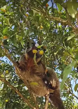 Masked palm civet eating fruit: #animals #nature #civet 