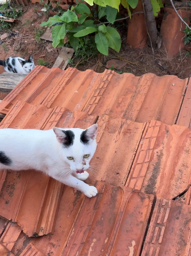 ALIMENTANDO OS GATINHOS DE RUA #animaisderuastemcoração #animaisnotiktok #foryouu 