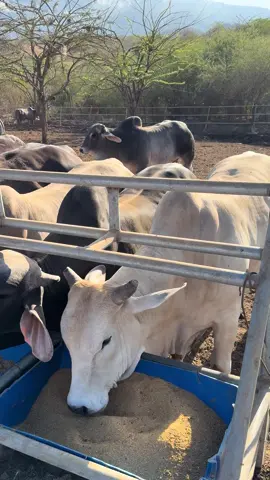 #ganado #guatemala #vida #ganaderia🐂🐎 