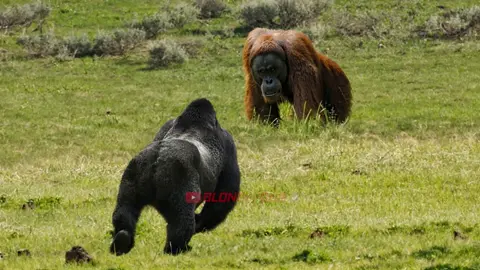 Orangutan VS Gorilla Meet in The Wild! #gorilla #orangutan
