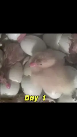 نمو البط من عمر يوم حتي عمر ٦٠ يوم #reel #shorts #duck #ducks #duckslove #بط #بطة #تربية #نمو #مشروع #مشروعي #الدواجن #مشروعي_الصغير #مزراع #مزرعه 