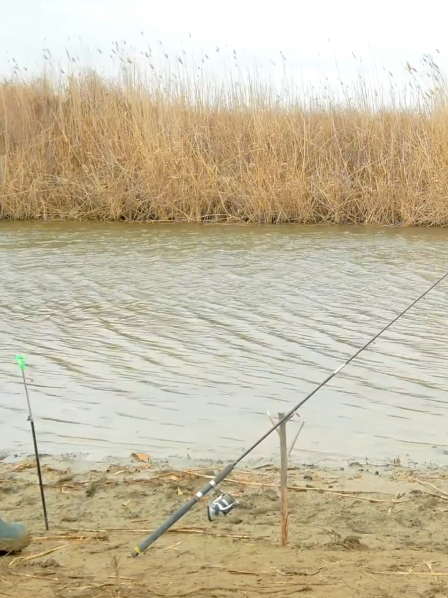 Жирные окуня #рыбалка #спиннинг #окунь #поклевка 