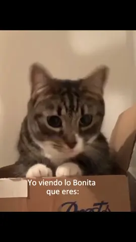 Yo viendo lo Bonita que eres 😺😻 #gatitos #catlover #gato #paradedicar #yoviendolobonitaqueeres #michi 