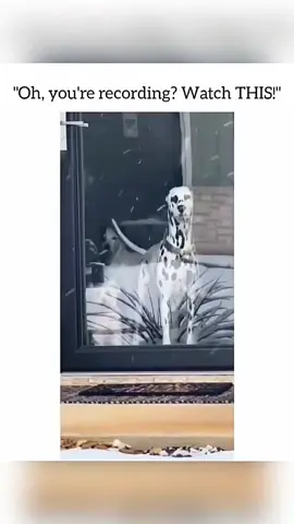 Funny and cute dogs compilation 🤣 #funnydog #funnypet #cutedog #dogoftiktok #dog 
