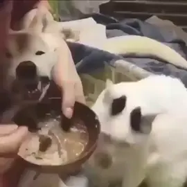 #foryoupage❤️❤️ #catsoftiktok #dogsoftiktok