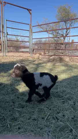 Little Dee is thriving! #thatface #sillygoat #babyanimals #babygoat #fyp #miniature #farmanimals #babygoats #goatmeme #mylittlegoat #goatsbeingsilly #thegoat #bigjump
