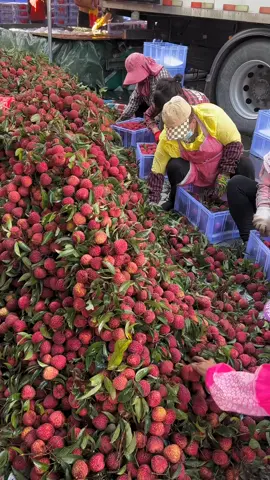 Lychee's fruits harvest's 