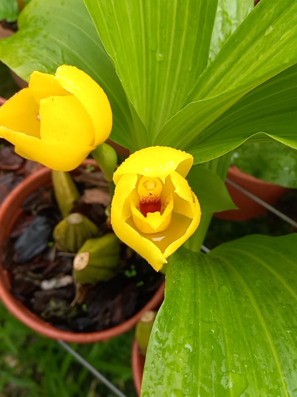 #tulipa #orquidario #flores #orquideas  Disponíveis em www.orquidario4e.com.br ou pelo whatsapp 11.93373-4206 @dicasdonamariaoficial 