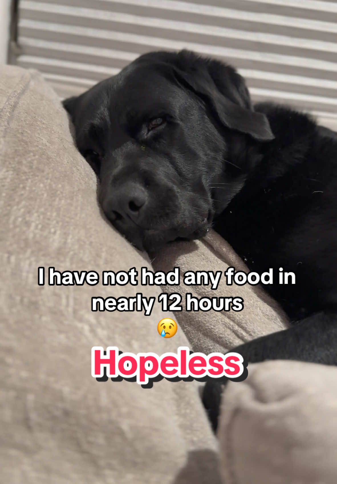 No canine should have to go through something like this 😔