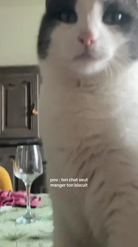 elle a eu droit à un petit bout (je sais que c’est pas très bon pour eux) #chat #cat #fyp 