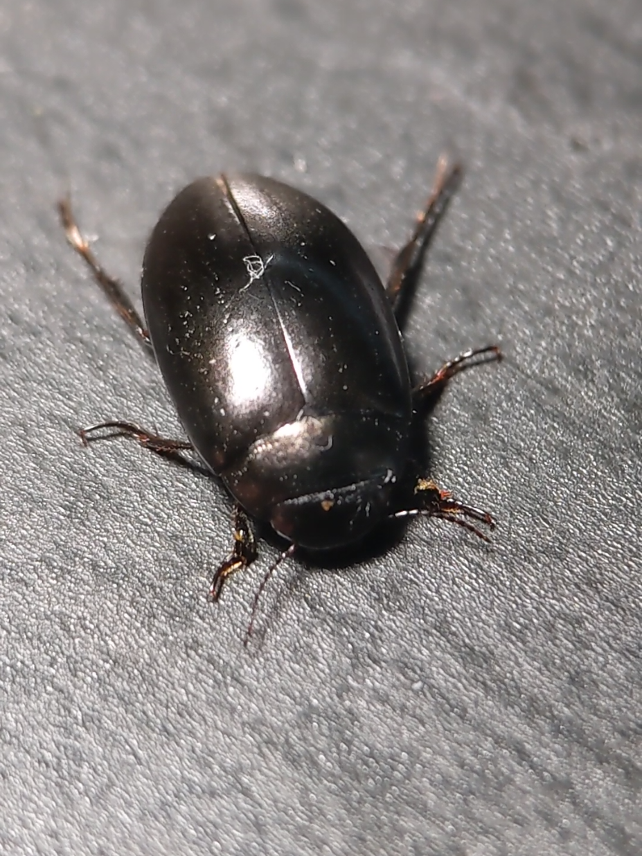 silly little creachure #bug #bugs #bugtok #bugkeeping #bugkeeper #bugpets #bugpet #petbugs #petbug #bugcollection #insect #insects #insectkeeping #insectkeeper #insectpet #insectpets #petinsect #petinsects #insectcollection #entomology #entomologytiktok #dytiscidae #ilybiosoma #divingbeetle #divingbeetles #predaceousdivingbeetles #coleoptera #beetle #beetles 