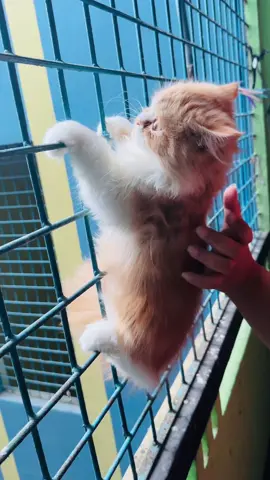 Chairman Saheb 🐯                                       .            #cat #catlover #catsoftiktok #tiktok #funny #1millionaudition #views #unfrezzmyaccount #foryou #fyppppppppppppppppppppppp #viraltiktok 