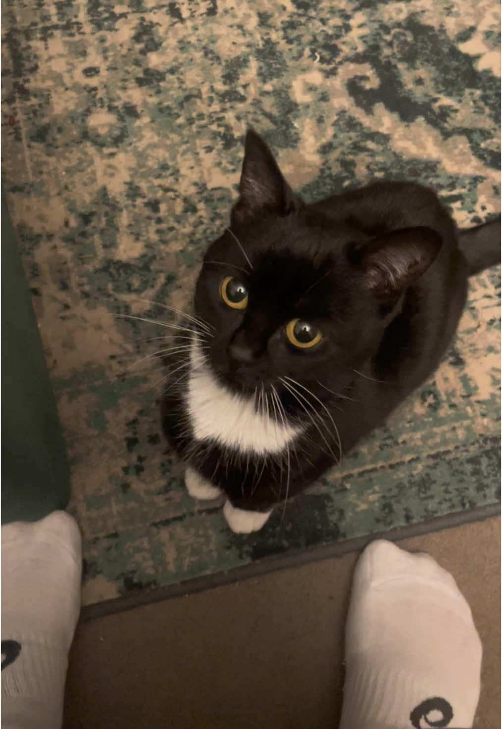 HOW CAN I EVER SAY NO TO THIS FACE #dwarfcat #catsoftiktok #figtok #cat #fyp #trending 