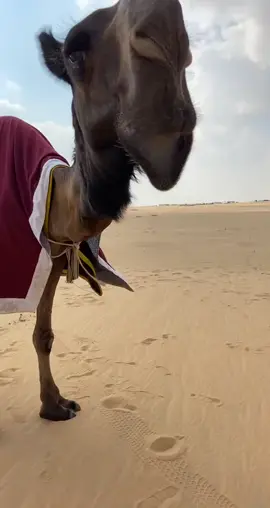 منتلة ال نجم . 