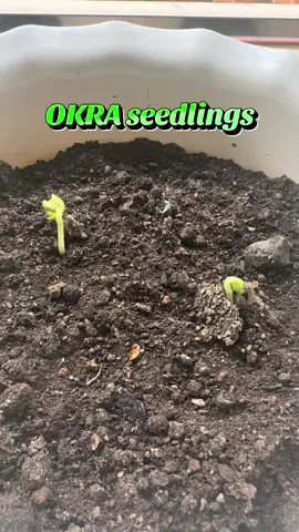 Simulan na ang pagtatanim, dahil sa bawat binhing itinanim, may bagong pag-asa at buhay na sisibol. 😍👌💕 #okra #forhealthylife #healthier #fyp 
