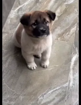 #maniac #flashdance #flashdancechallenge #pets 