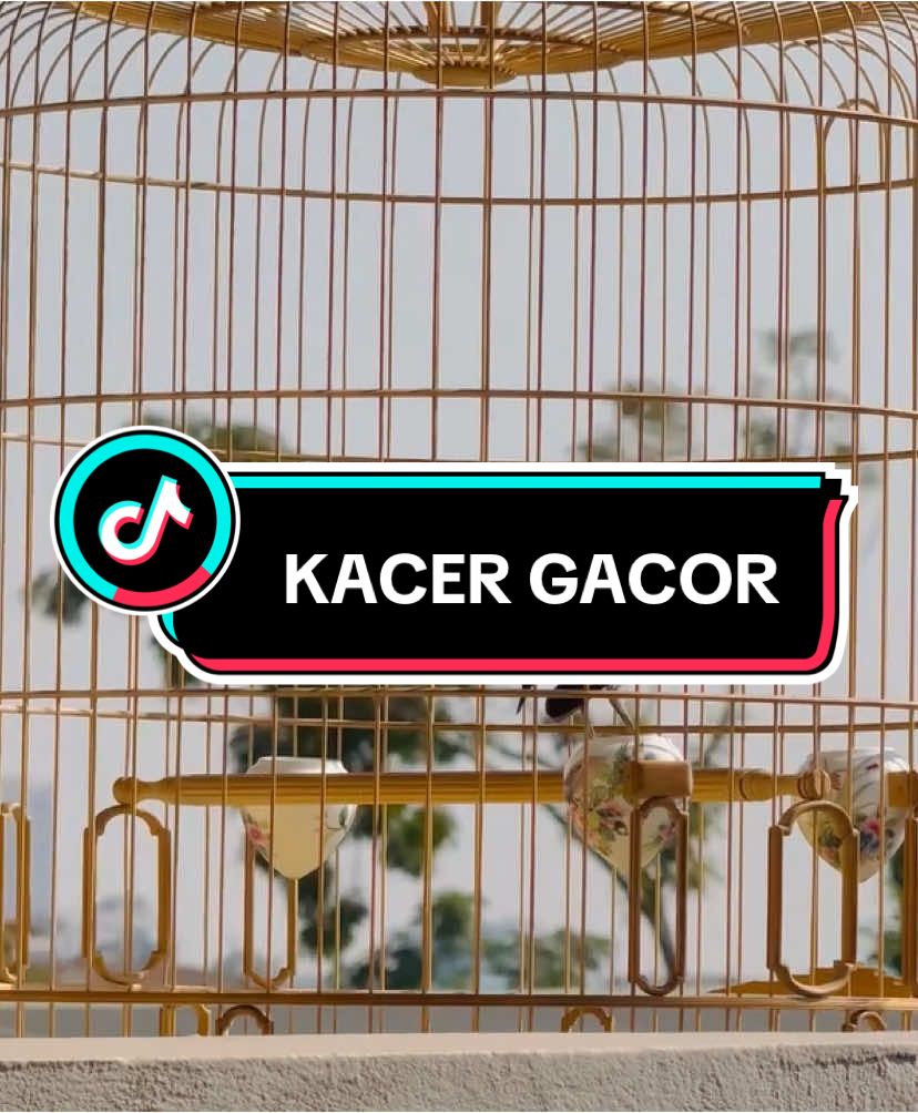 BURUBG KACER THAILAND #kacer #kacermania #kacermaniaindonesia #kacergacor #kacerjuara #kicau #kucaumania #kicaumaniaindonesia #kicaumanianusantara #kicauburung #kicaumania_indonesia #kicaumaniajatim #kicaumania_indonesia 