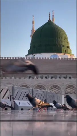 Munsyid: Kh Abul Djud Djazuli. #madina #nabawi #rasulullah #muhammadsaw 