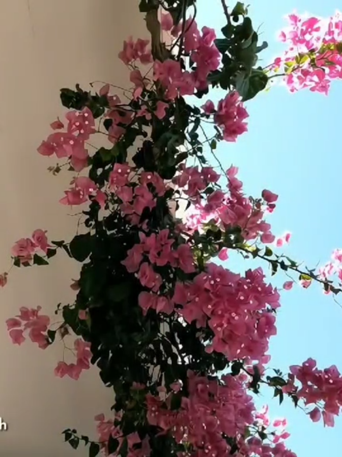 အချစ်ဆိုတာ ဒီလိုမျိုးပါလား။ အချစ်ခံရတယ်ဆိုတာ ဒါပါလား ဆိုပြီး သိအောင်လုပ်ပေးခဲ့တဲ့ fic လေး ပန်းဆိုဘာပန်းမှမကြိုက်တဲ့ ကိုယ်က ခုတော့ အပင်လေးတွေသဘောကျတဲ့‌လူဆိုးကောင်ကြောင့် စက္ကူပန်းလေးရော နှင်းဆီပန်း(ခွန်နောင်နဲ့တူတူစိုက်ကြတာလေး) ပုလဲပတီးပင်လေးတွေရော အကုန်ကြိုက်တတ်နေပြီ။ အဲ့ဘက်မှာ ချစ်ရတဲ့ချာတိတ်နဲ့ သေချာပေါက်ပျော်နေမှာပဲနော်။ တက်တူးတွေရော ထပ်ထိုးလောက်လား။ ဒေါက်တာလေးကိုပိုင်ဆိုင်ထားရတာဆိုတော့ ကျန်းမာရေးတော့ စိတ်ပူစရာမရှိဘူးပေါ့နော် ဒေါ်ထွေးနုငယ်နဲ့ရော အရင်လိုတဂျက်ဂျက်ပဲလား သူတို့ကြားထဲမှာ ခွန်နောင်ကညပ်နေလေမလား ခွန်းနောင်ကိုဘဲ ဝိုင်းလုနေကြမလား။ ခုချိန်ဟိုဘက်အိမ် ဒီဘက်အိမ်ကူးပြီး နေနေကြမလား။ ဒါမှမဟုတ် ရည်းစားမဖြစ်ခင်ကြူးသလိုမျိုး ပြတင်းပေါက်ကနေ စကားပြောနေကြမလား။ အရင်လိုချာတိတ်ကို လိုက်စနေလို့ လူဆိုးကောင်ဆိုပြီး ဘဲပေါက်လေးက စိတ်တိုနေလောက်မလား။ ဟန်သုနေရော မိသားစုတွက် ကြိုးပမ်းနေရတုန်းဘဲလား သူဌေးလေး ဖြစ်နေပီလား ဟန်သု၀တီရော ခုချိန်ဆို ချောချော‌လှလှလေးမို့ ကောင်လေးတွေဝိုင်းအုံနေလောက်မယ်နော် ဂျီရီကရော ကောင်မလေးနဲ့ လက်ထပ်လောက်ပြီလား မိုးပြည့်ကရော ကလေးလေးရလောက်ပီလား လွန်းနဲ့မဂ္ဂလဲ သူတို့ တူဆီ လာလည်လောက်မလား အရင်လို ဟန်သုနေ ဂျီရီ ဟန်သု၀တီ မိုးပြည့် ခွန်နောင် ခံ့မင်းမော် တို့နဲ့အတူ လွန်းနဲ့မဂ္ဂ တို့ ဆုံဖြစ်ကြလောက်ပါသေးတယ်။  -ဒီစာလေးရေးရင်း သတိရလို့ ငိုလိုက်ပြီ- #HoarFROST_ #ခံ့မင်းမော် #စိုင်းခွန်နောင် #ခေါင်းရင်းအိမ်ကလူဆိုးကောင် #ဆောင်းလေဝေ့ရီမေတ္တာဆီ #wattpad #fiction #tiktok #foryoupage #fyp #foryou @TikTok 