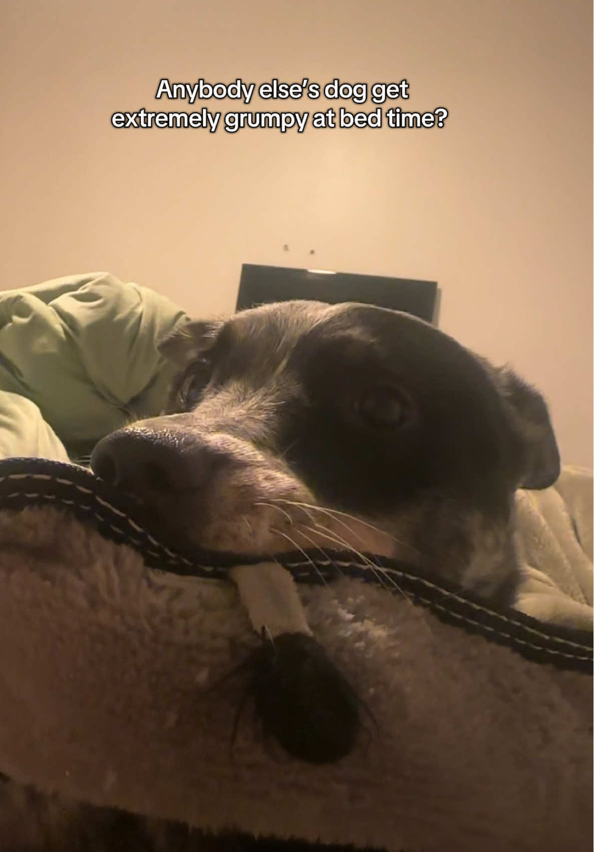 He must make it known that he is grumpy every night #dog #dogsoftiktok #dogs #heelersoftiktok 