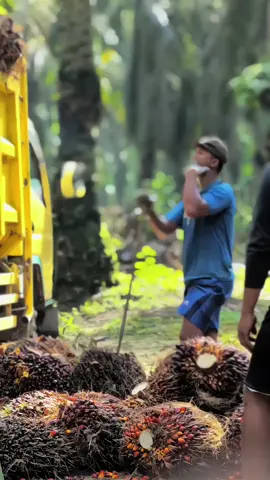 #sawitontiktok #pemuatsawitriau #sawitriau #fypp #storysawit🌴🌴 #trucksawitriau🌴 