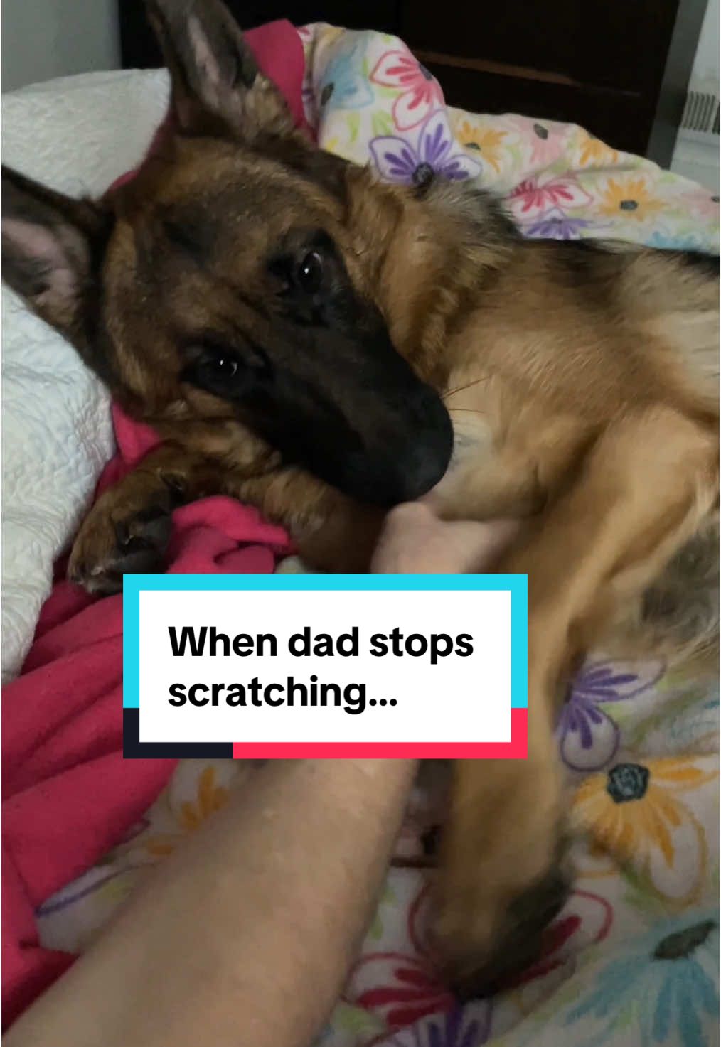 She paws at him for more 😂 #PetsOfTikTok #germanshepherd 