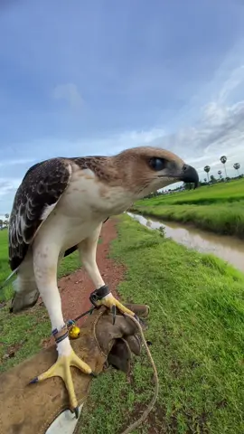 #🦅អ្នកស្រឡាញ់សត្វចិញ្ចឹម #បក្សីfreefly🕊️cambodia #freefIy # អកភ្នំ# ស្រឡាញ់អត់ស្រឡាញ់ឆាតសួរលេងបាន😁🥰🦅