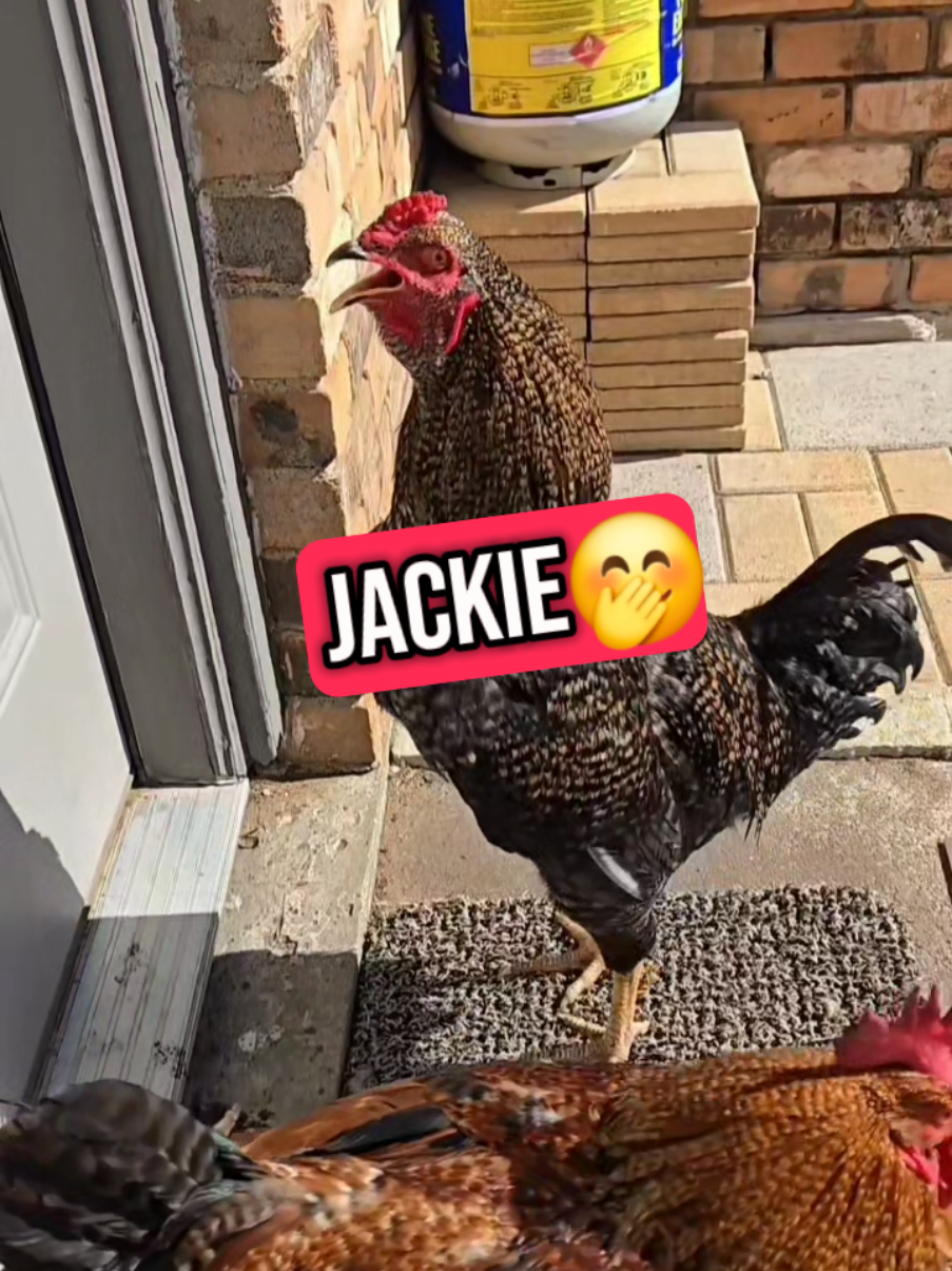SKITTLES CALLING 📞 JACKIE!📢 LLAMANDO A JACKIE 🤭📢 #jacky #jacqueline #jaqueline #jack #jaki #rooster #chicken #chickens #chickensoftiktok #lavaqueritatx #lachicapoderosa💞 #funnyanimals #memes #memesdaily #humor #humortiktok #fyp #foryoupage #chickenhappyhour #🥰🥰🥰 #🤣🤣🤣 #cute 
