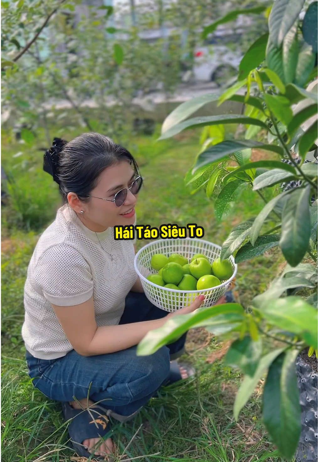 Hái Táo Thái Siêu To #hienonha 