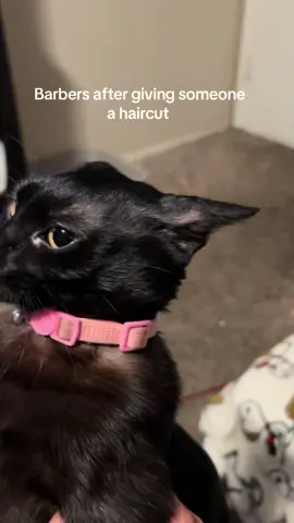 #cats#funnycats#baldcat 