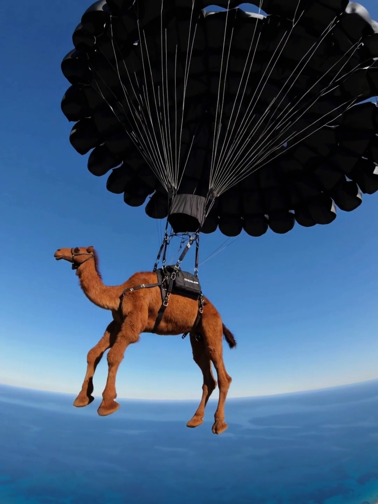 Camels fly too... CREATED in the Syntx Telegram bot: https://t.me/syntxaibot?start=aff_6148761908 #нейросетидлябизнеса #ииконтент #нейросети #нейросеть #продвижение #360space