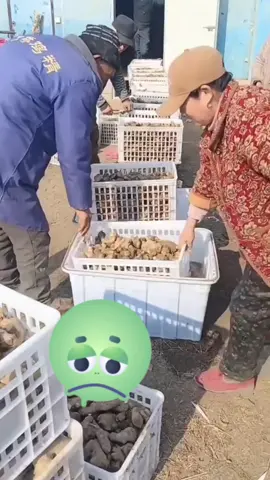 ko gi là ko ngâm bảo quản  #mecuabevi0 