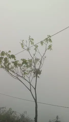 #fypシ゚viral  #syair Arya dwipangga#