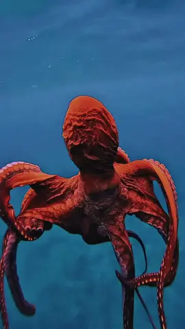 Gurita adalah moluska laut dari kelas Cephalopoda yang terkenal karena kecerdasan dan kemampuan beradaptasinya. Hewan ini memiliki tubuh lunak, delapan lengan yang fleksibel, dan kemampuan menyemprotkan tinta untuk melindungi diri. Klasifikasi Ilmiah Kingdom: Animalia Phylum: Mollusca Class: Cephalopoda Order: Octopoda Ciri-Ciri Gurita Tubuh Lunak: Tidak memiliki kerangka internal atau cangkang keras seperti sepupu mereka, cumi-cumi dan nautilus. Delapan Lengan: Dilengkapi dengan ratusan alat penghisap (sucker) yang membantu dalam pergerakan dan menangkap mangsa. Cerdas & Adaptif: Dikenal memiliki kemampuan belajar, mengingat, dan bahkan memecahkan teka-teki. Kamuflase & Tinta: Bisa mengubah warna dan tekstur kulitnya untuk menyamar dari pemangsa. Jika terancam, mereka juga dapat menyemprotkan tinta untuk mengalihkan perhatian musuh. Regenerasi Lengan: Jika salah satu lengannya terputus, gurita dapat menumbuhkannya kembali. Habitat & Penyebaran Gurita hidup di berbagai lingkungan laut, mulai dari perairan dangkal hingga laut dalam. Mereka ditemukan di seluruh dunia, terutama di perairan tropis dan subtropis. Makanan & Pola Hidup Gurita adalah predator yang memangsa ikan kecil, krustasea, dan moluska lainnya. Mereka berburu dengan cara menyergap dan melumpuhkan mangsa menggunakan racun yang terdapat dalam air liurnya. Reproduksi & Siklus Hidup Setelah kawin, betina akan menjaga telur-telurnya hingga menetas. Sebagian besar gurita mati setelah bertelur karena proses reproduksi yang menguras energi. Fakta Menarik tentang Gurita Otaknya berbentuk seperti donat dan sebagian besar neuron mereka berada di lengan. Memiliki tiga jantung yang memompa darah biru berbasis tembaga. Bisa keluar dari air dalam waktu singkat untuk mencari makanan di daratan. Gurita adalah makhluk laut yang luar biasa dengan berbagai kemampuan unik yang menjadikannya salah satu hewan paling menarik di dunia bawah laut. #animals #hewan #gurita 