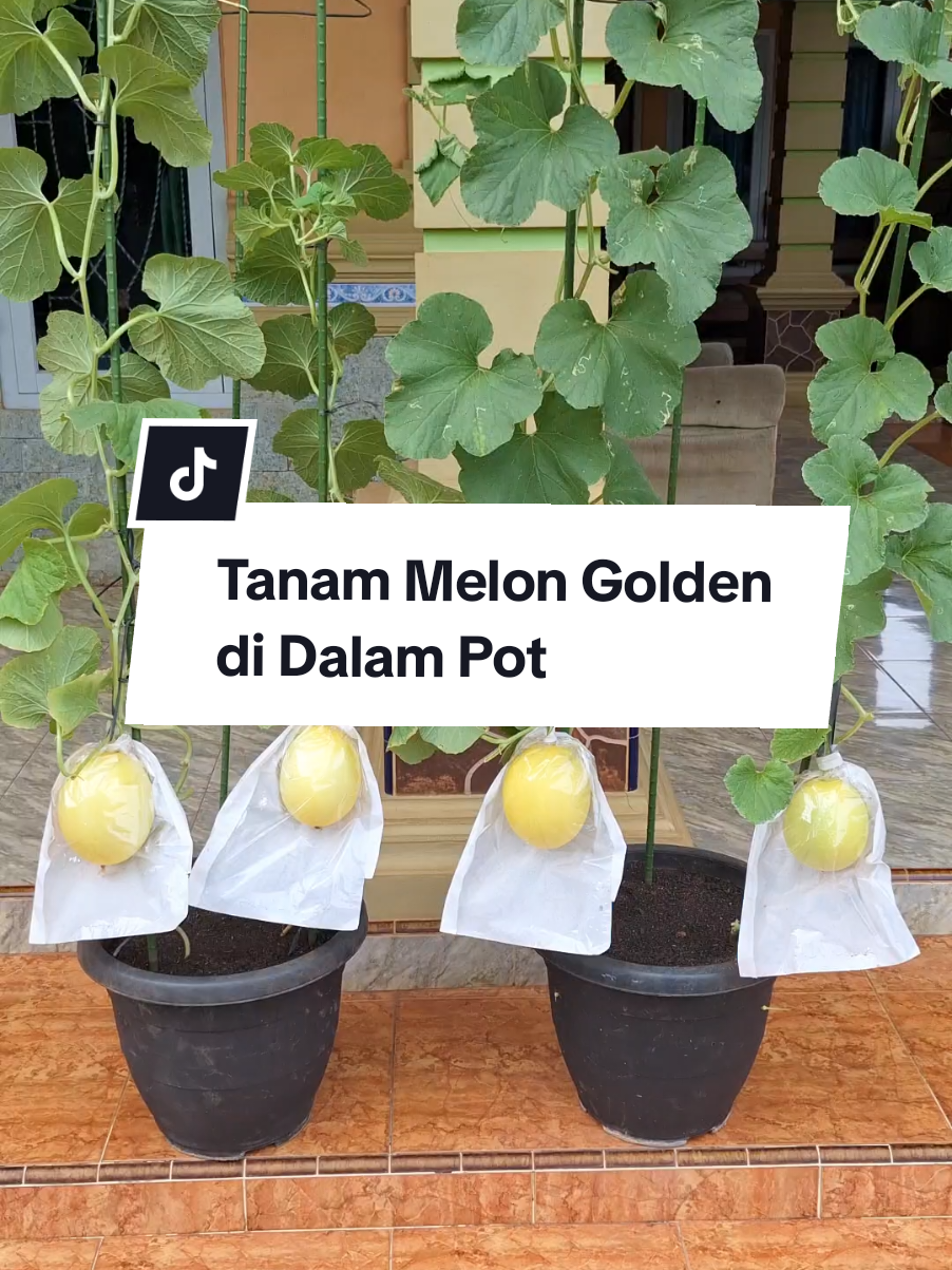 tanam melon😍 #melongolden #goldenalisha  #menanamdirumah #infarm #benihseribuan 