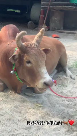 ยามเย็นนอนพักผ่อนชิวๆ ตามสไตล์พี่เพชรเขาแหละ #ไอ้เพชร #เพชรฆาตแดงเจ้าปัญญา #นายหัวปานนคร_กระบี่ #นคร_กระบี่💚 #ลูกสาวเจ้าของวัว 