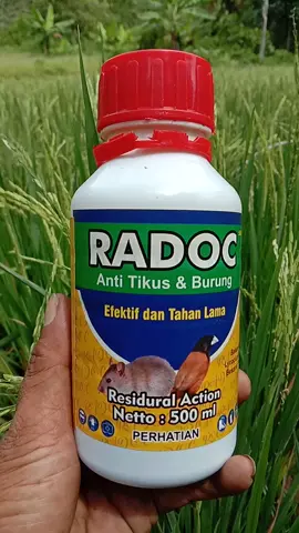cara ampuh mengatasi tikus dan burung di sawah #radoc #hamapadi #wibgajian #hamatikus 