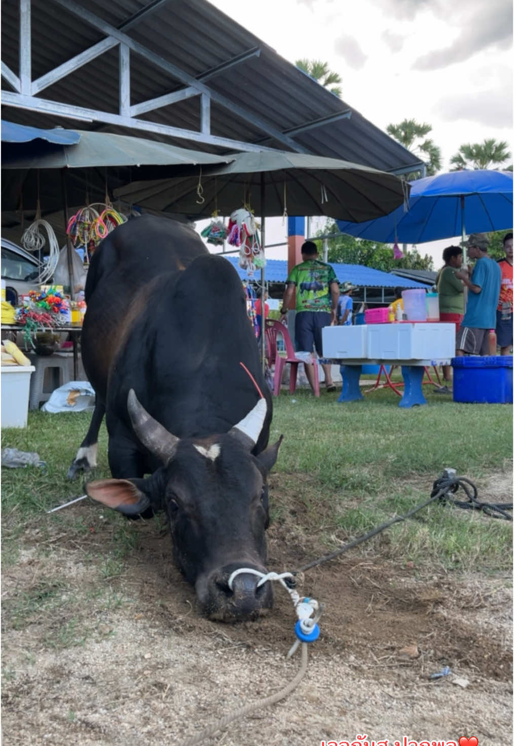 แพ้นะกินกัน ความสัมพันธ์เหมือนเดิม❤️💯#ลายเรื่องลือฤทธิ์พิชิตชัย_ลายหนมครก #ปากพลบันเทิงครับ🐂💸💜 #ไม่ใช้การทารุณกรรมสัตว์❤🐂 