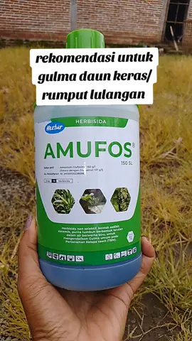 basmi rumput lulangan dan gulma daun keras sampai tuntas  #petanimuda #petaniindonesia🇮🇩🇮🇩🇮🇩🌿🌿 #gulma #rumputlulangan 