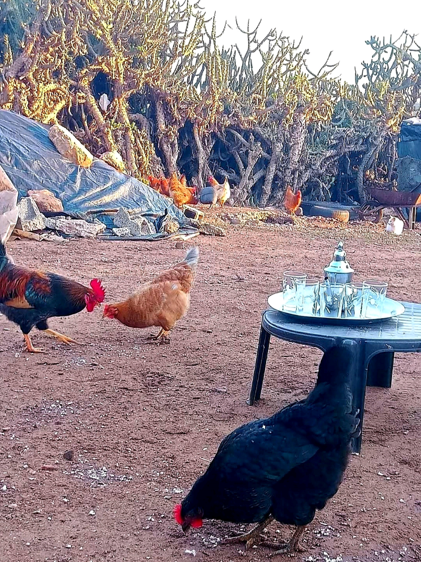 Riht Douar ريحة الدوار بعنوان العود 🐎 #riht_douar #ريحة_الدوار #ريحة_البلاد #كلام_ومعنى_وحكم #كلام_ومعنى #ريحة_الدوار_محمد_عاطر #2025reels #2025trends #الموت_تاع_الضحك 