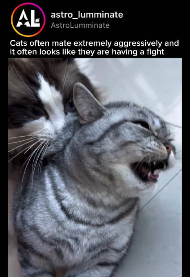 Cat mating often looks aggressive and chaotic because of their unique behavior. Male cats usually bite the female’s neck to keep her still during mating.  This biting, though it seems harsh, helps the female's body respond better.  However, the discomfort doesn’t stop there—male cats have barbed genitalia, which can cause pain when they pull out. These barbs help the female release eggs, making mating successful. The female cat often reacts with loud yowling, scratching, and sometimes attacking the male, which can look like a fight.  This strong interaction is part of their natural way of reproducing, helping ensure fertilization in a competitive environment. ————————— If you like this video, you got to follow us We post Cool stuff you don’t want to miss  ————————— Hashtags: #petloversofinstagram  #predators #catloversofinstagram #wildcat #deadliest #truenature #cruel  #catsofinstagram  #animallife #femalecat #femalecats #unexpected #animalreels #wildanimal #sadreality  #creatorsearchinsights 