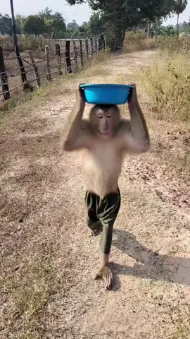 Awesome video Mr. Monkey going to serve food  #monkey #monkeysoftiktok #cuteanimals #monkeyvideos #monkeys#monkeybaby #UK #italy #USA #funnymonkey #funny #europe #monkeylovers #kids #dogsoftiktok 