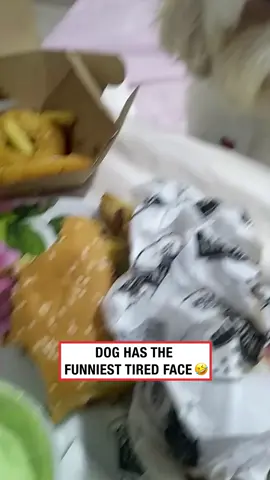 Me every morning before work 🤣 (🎥: ViralHog) #ladbible #funnyvideos😂 #dogsoftiktok #tired