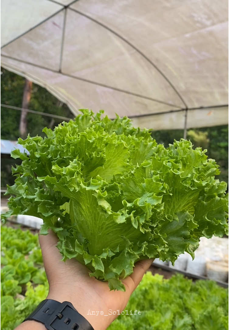 ผักสลัดอินทรีย์ #เกษตรอินทรีย์ #Organic #Garden #ปลูกผัก #ผักสลัด #พัทลุง  