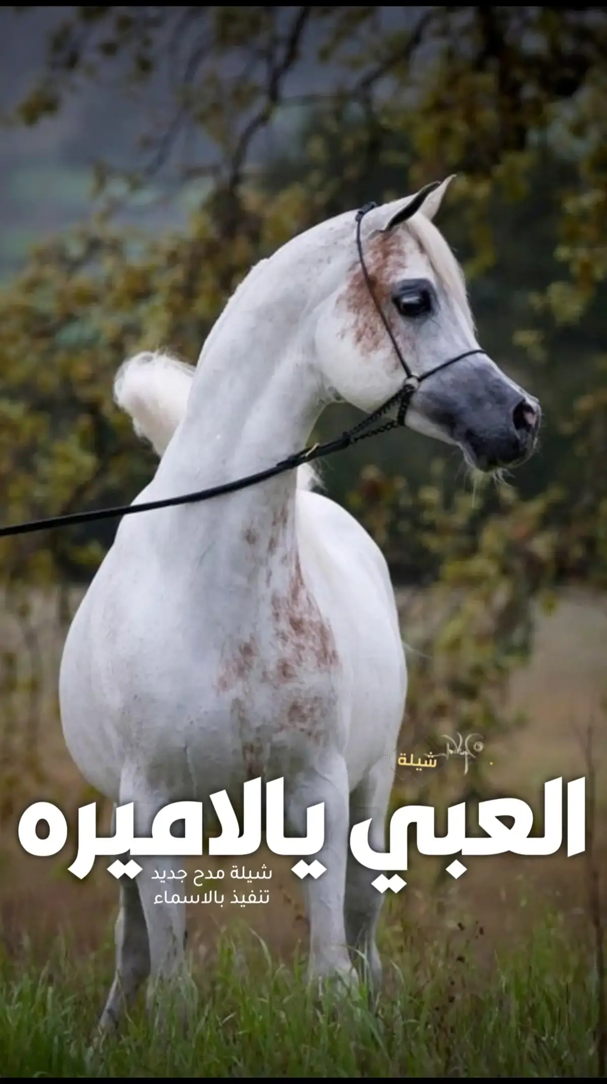 السعودية🇸🇦قطر🇧🇭الامارات🇦🇪لكوي #الكويت🇰🇼 #الكويت🇰🇼🇸🇦السعوديه ##للطلب_الشيلات_والـــــــــــــــزفات_التواصل_معنا_وتساب_من_داخل_المملك-شيلات_زفات_تخرجات_مواليد_عقد_قران_مولوده_مولود_شيلات_خروج_من_ال. ر. ظظةسجن_شيلات_خروج-بسلامه-شيلات-شفاء_وسلامه_شيلات_تقاعد_تخرج_ملازم_تخرج_عسكري_تخرج_من_الدفاع_المدني_الكويت_قطر_السعودية_الامارات_البحرين_الكويت_الرياض_المدينه_ابها_شيلات_حماسيه_طرررب_شيلات_عـــــرسان_شيلات_ام_العروس_شيلات_ام_العروسه_شيلات_خطوبه_زفات_بالاسماء_زفات_بدون-اسماء-كتابة_كلمات_جديدة_0505336824_من-خارج_المملكه_ 00966505336824-استديو_لمست_احلامي_لتنفيذ_الشيلات_والزفات_والقصائد_الشعريه_لجميع_المناسبات_شيلات_مهنا_العتيبي_فهاد_العلي_النايف_فواز_العنزي_شيلات_بنت_ابوها_شيلة_شامخه_بنت_ابوها_الرياض_جده_مكه_المكرمه_ابها_قطر_البحرين_الكويت_الامارات_شيلات_سعد_محسن_شيلات_ناصر_السيحاني_شيلات_عز_السعود_شيلات_قايد_الوبيري_2024_شيلات_فلاح_المسردي_شيلات_الجفراني_شيلات_بندر_بن_عوير_فهد_بن_فصلا_محمد_بن_غرمان_جديد_كتابة_كلمات_جديدة_0505336824_من-خارج_المملكه_00966505336824_استديو_لمسات#للطلب_الشيلات_والـــــــــــــــزفات_التواصل_معنا_وتساب_من_داخل_المملك-شيلات_زفات_تخرجات_مواليد_عقد_قران_مولوده_مولود_شيلات_خروج_من_السجن_شيلات_خروج-بسلامه-شيلات-شفاء_وسلامه_شيلات_تقاعد_تخرج_ملازم_تخرج_عسكري_تخرج_من_الدفاع_المدني_الكويت_قطر_السعودية_الامارات_البحرين_الكويت_الرياض_المدينه_ابها_شيلات_حماسيه_طرررب_شيلات_عـــــرسان_شيلات_ام_العروس_شيلات_ام_العروسه_شيلات_خطوبه_زفات_بالاسماء_زفات_بدون-اسماء-كتابة_كلمات_جديدة_0505336824_من_خارج_المملكه_ 00966505336824-استديو_لمسات_أحلامي_لتنفيذ_الشيلات_والزفات_والقصائد_الشعريه_لجميع_المناسبات_شيلات_مهنا_العتيبي_فهاد_العلي_النايف_فواز_العنزي_شيلات_بنت_ابوها_شيلة_شامخه_بنت_ابوها_الرياض_جده_مكه_المكرمه_ابها_قطر_البحرين_الكويت_الامارات_شيلات_سعد_محسن_شيلات_ناصر_السيحاني_شيلات_عز_السعود_شيلات_قايد_الوبيري_2024_شيلات_فلاح_المسردي_شيلات_الجفراني_شيلات_بندر_بن_عوير_فهد_بن_فصلا_محمد_بن_غرمان_جديد_كتابة_كلمات_جديدة_0505336824_من-خارج_المملكه_00966505336824_استديو_لمسات#للطلب_الشيلات_والـــــــــــــــزفات_التواصل_معنا_وتساب_من_داخل_المملك-شيلات_زفات_تخرجات_مواليد_عقد_قران_مولوده_مولود_شيلات_خروج_من_السجن_شيلات_خروج-بسلامه-شيلات-شفاء_وسلامه_شيلات_تقاعد_تخرج_ملازم_تخرج_عسكري_تخرج_من_الدفاع_المدني_الكويت_قطر_السعودية_الامارات_البحرين_الكويت_الرياض_المدينه_ابها_شيلات_حماسيه_طرررب_شيلات_عـــــرسان_شيلات_ام_العروس_شيلات_ام_العروسه_شيلات_خطوبه_زفات_بالاسماء_زفات_بدون-اسماء-كتابة_كلمات_جديدة_0505336824_من-خارج_المملكه_000966505336824-استديو_لمسات_أحلامي_لتنفيذ_الشيلات_والزفات_والقصائد_الشعريه_لجميع_المناسبات_شيلات_مهنا_العتيبي_فهاد_العلي_النايف_فواز_العنزي_شيلات_بنت_ابوها_شيلة_شامخه_بنت_ابوها_الرياض_جده_مكه_المكرمه_ابها_قطر_البحرين_الكويت_الامارات_شيلات_سعد_محسن_شيلات_ناصر_السيحاني_شيلات_عز_السعود_شيلات_قايد_الوبيري_2024_شيلات_فلاح_المسردي_شيلات_الجفراني_شيلات_بندر_بن_عوير_فهد_بن_فصلا_محمد_بن_غرمان_جديد_كتابة_كلمات_جديدة_0505336824_من-خارج_المملكه_00966505336824-استديو_لمسات 