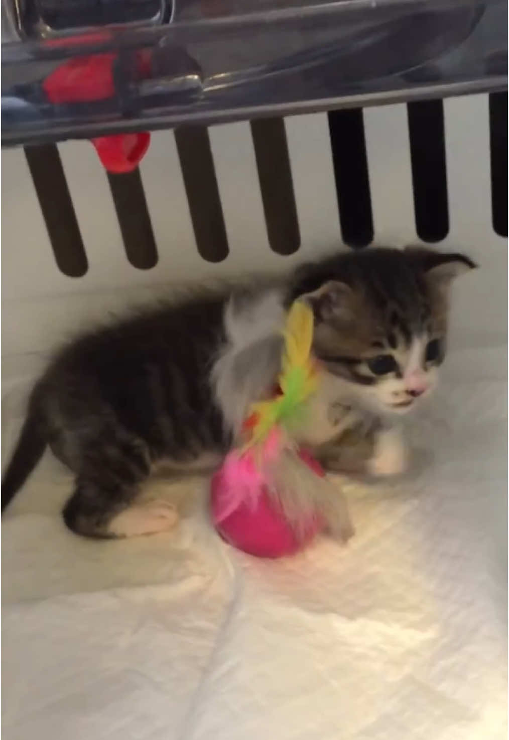 ぴょんくん空いてるの知らんくて必死すぎてかわいい。 #cat 