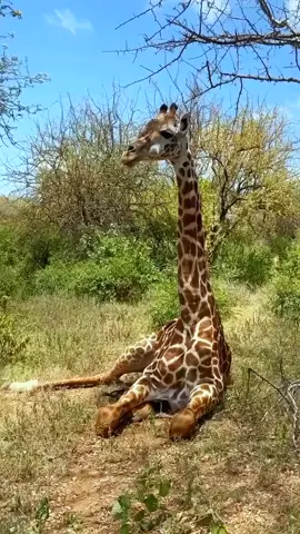 Giraffe sleeps.#animals #giraffe 