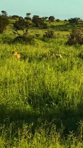 Cheetahs running. #animals #cheetah 